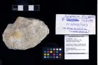 Foto (Objekt + Etikett) von Cyclosphaeroma uhligi (Remes, 1903)  (NHMW-GEO-2017-0089-0007)